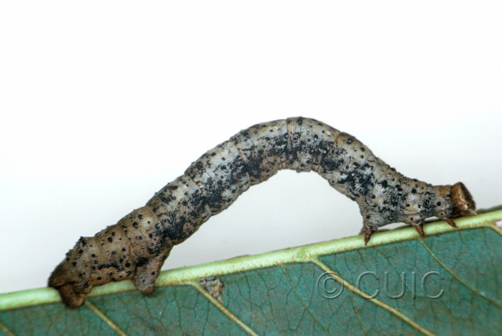 lateral view of larva Ennominae