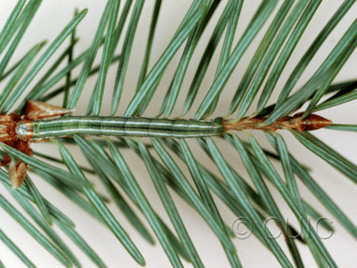 dorsal view of larva Enypia on Pseudotsuga taxifolia in USA: AZ
