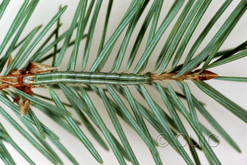 dorsal view of larva Enypia on Pseudotsuga taxifolia in USA: AZ