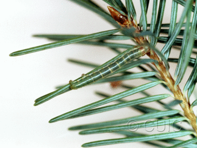 lateral view of larva Enypia on Pseudotsuga taxifolia in USA: AZ
