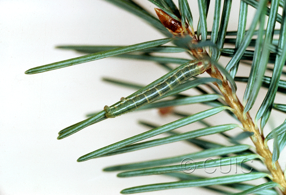 lateral view of larva Enypia on Pseudotsuga taxifolia in USA: AZ