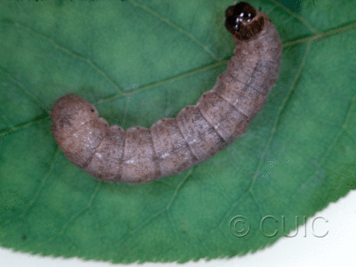 dorsal view of larva Epiglaea decliva on Prunus virginiana in USA: NY