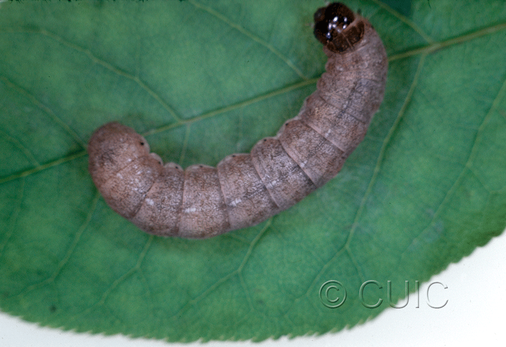 dorsal view of larva Epiglaea decliva on Prunus virginiana in USA: NY