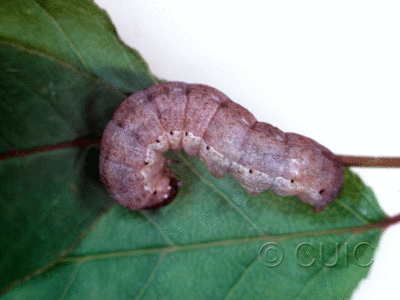 lateral view of larva Epiglaea decliva on Prunus virginiana in USA: NY