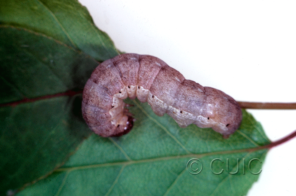 lateral view of larva Epiglaea decliva on Prunus virginiana in USA: NY