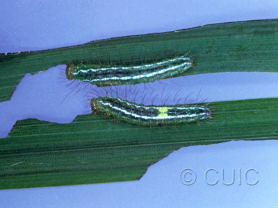 dorsal view of larva Erebidae
