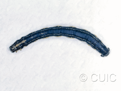 dorsal view of larva Eucaterva variana on Chilopsis (desert willow) in USA: AZ