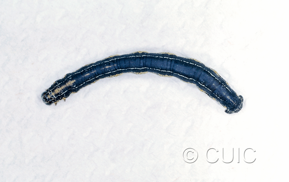 dorsal view of larva Eucaterva variana on Chilopsis (desert willow) in USA: AZ