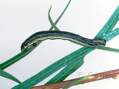 lateral view of larva Eucaterva variana on Chilopsis (desert willow) in USA: AZ