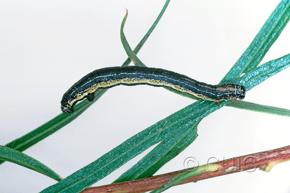 lateral view of larva Eucaterva variana on Chilopsis (desert willow) in USA: AZ