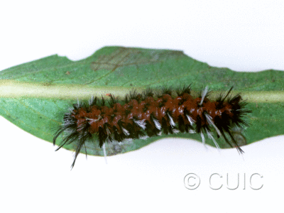 dorsal view of larva Euchaetes on Asclepias in USA: AZ
