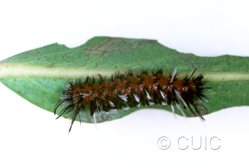 dorsal view of larva Euchaetes on Asclepias in USA: AZ