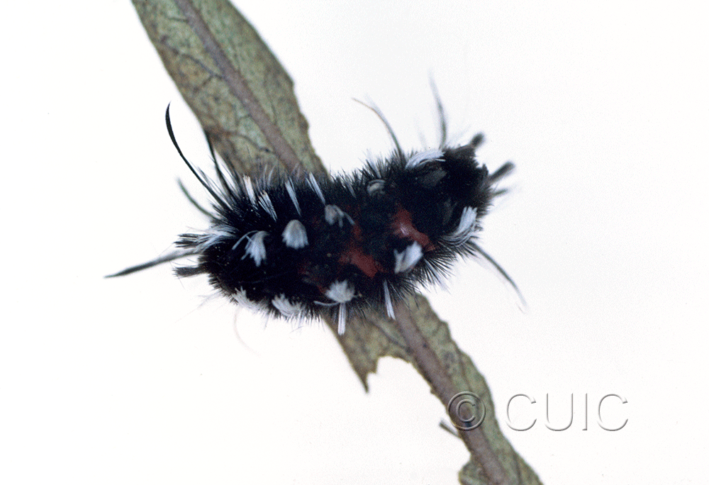 dorsal view of larva Euchaetes on Asclepias in USA: AZ