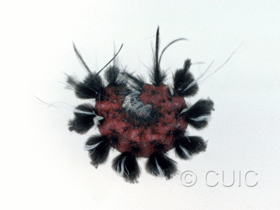 lateral view of larva Euchaetes on Asclepias in USA: AZ