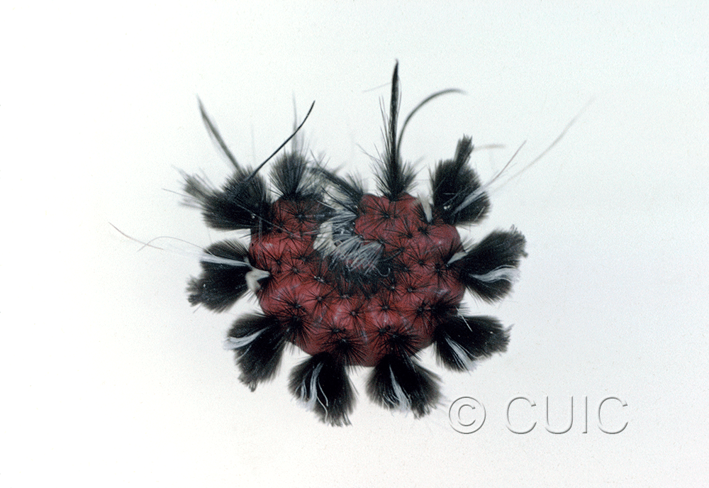 lateral view of larva Euchaetes on Asclepias in USA: AZ