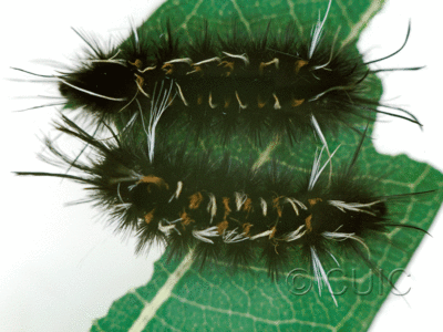 dorsal view of larva Euchaetes on Asclepias in USA: AZ