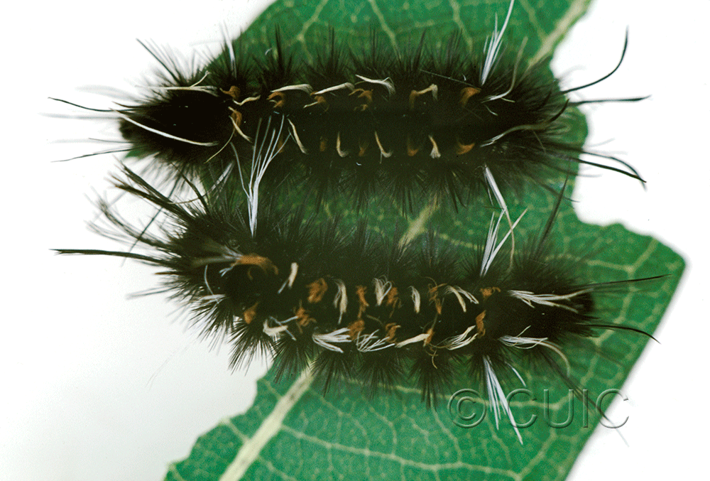 dorsal view of larva Euchaetes on Asclepias in USA: AZ