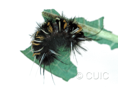 lateral view of larva Euchaetes on Asclepias in USA: AZ