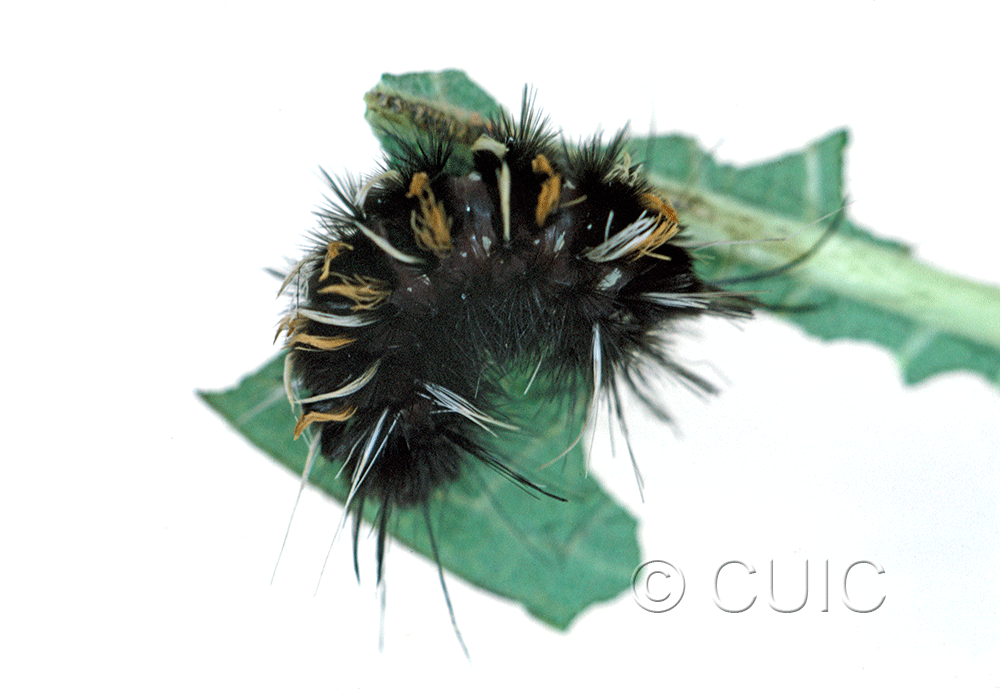 lateral view of larva Euchaetes on Asclepias in USA: AZ