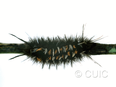 dorsal view of larva Euchaetes on Asclepias in USA: AZ