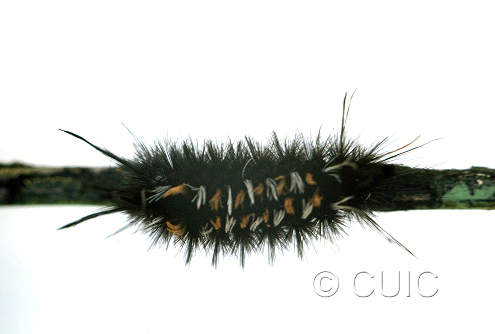 dorsal view of larva Euchaetes on Asclepias in USA: AZ