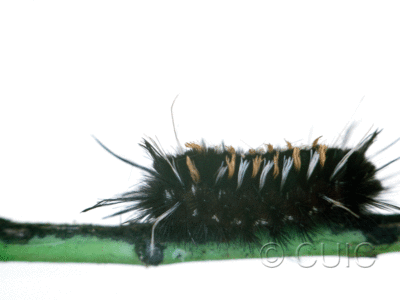 lateral view of larva Euchaetes on Asclepias in USA: AZ