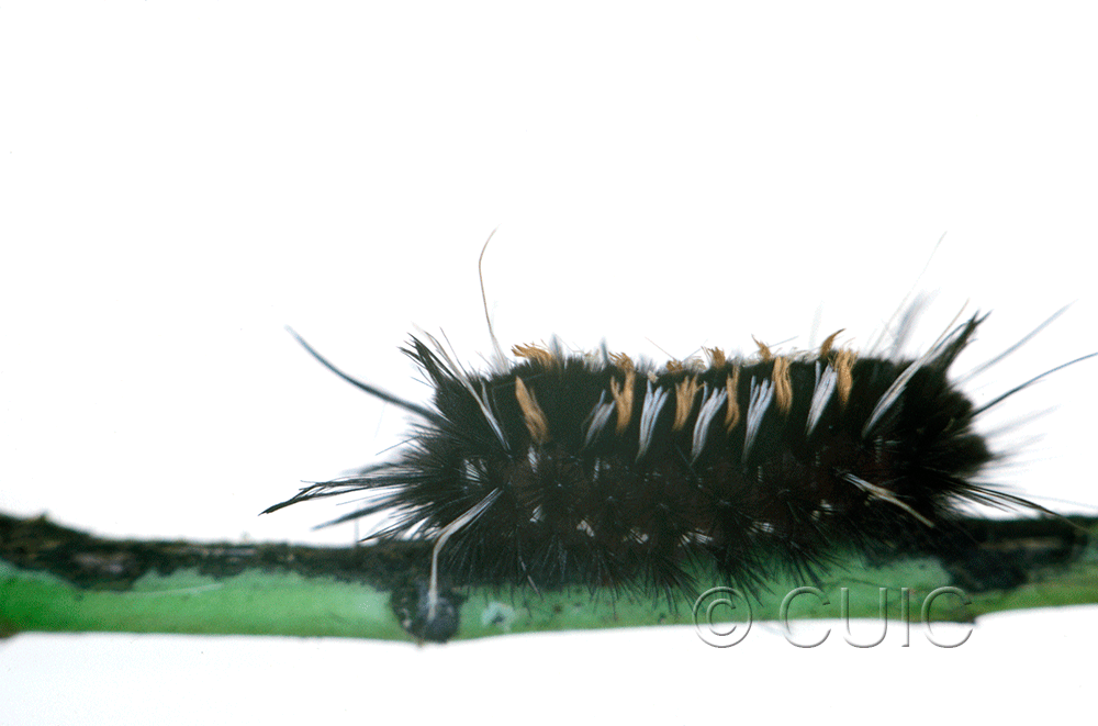 lateral view of larva Euchaetes on Asclepias in USA: AZ