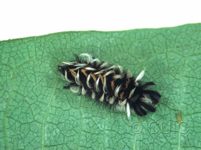 dorsal view of larva Euchaetes bolteri on Asclepias syriaca in USA: TX
