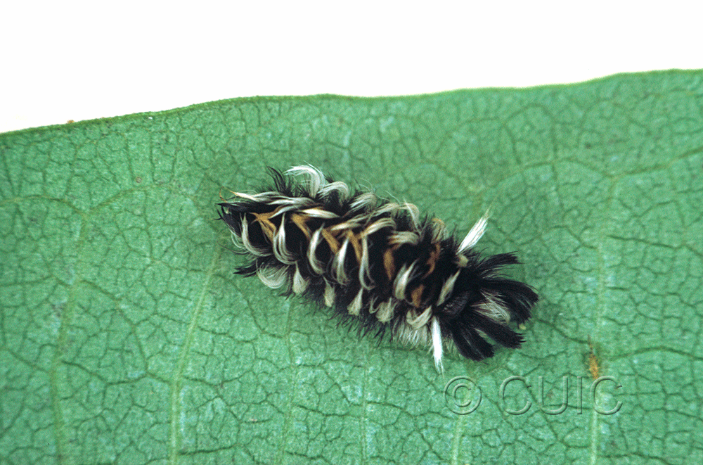dorsal view of larva Euchaetes bolteri on Asclepias syriaca in USA: TX