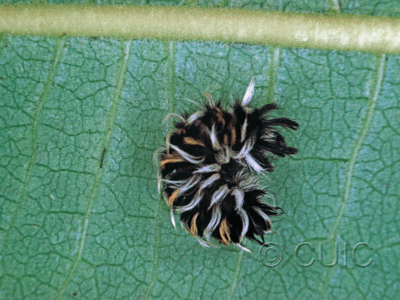 lateral view of larva Euchaetes bolteri on Asclepias syriaca in USA: TX