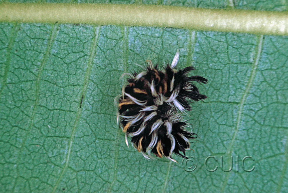 lateral view of larva Euchaetes bolteri on Asclepias syriaca in USA: TX