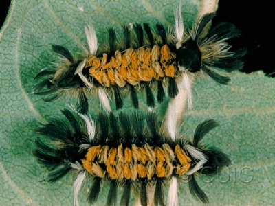 dorsal view of larva Euchaetes egle