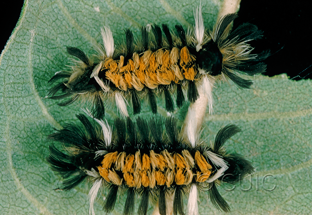 dorsal view of larva Euchaetes egle
