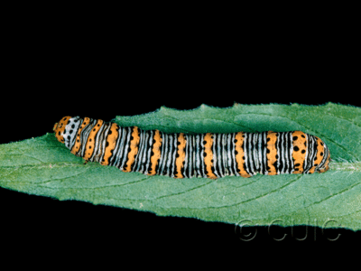 dorsal view of larva Eudryas unio