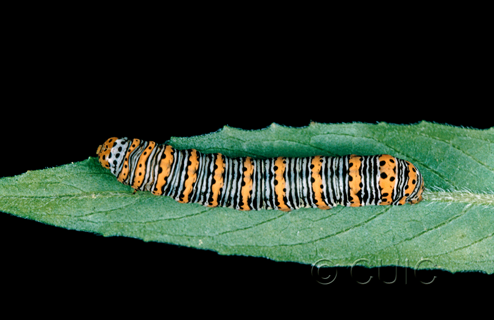 dorsal view of larva Eudryas unio