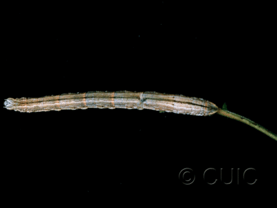 dorsal view of larva Eulithis testata