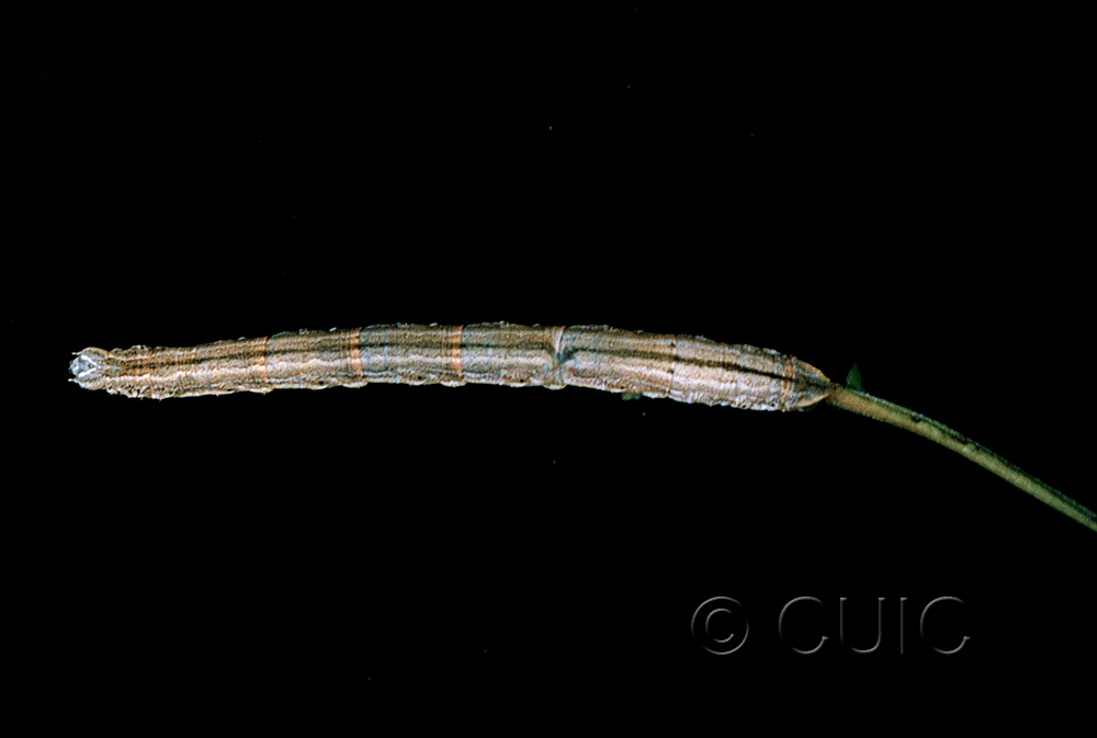 dorsal view of larva Eulithis testata