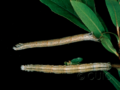 dorsal / lateral view of larva Eulithis testata