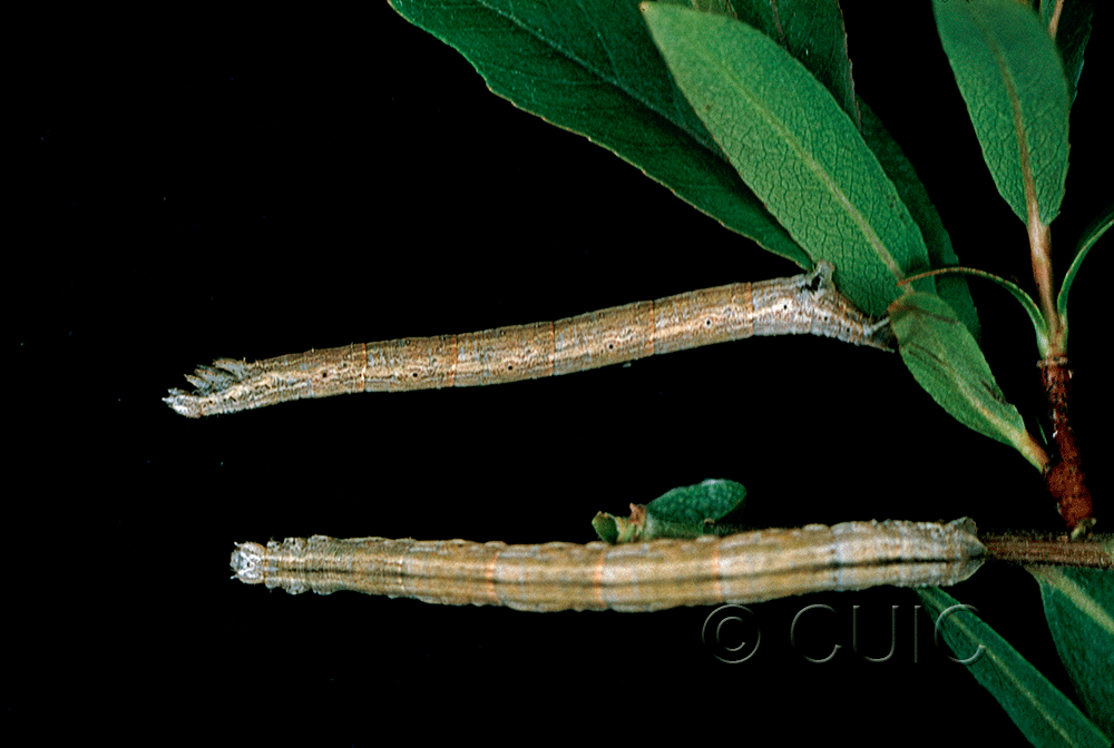 dorsal / lateral view of larva Eulithis testata