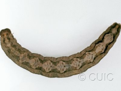 dorsal view of larva Euparthenos nubilis apache on Robinia neomexicana in USA: AZ