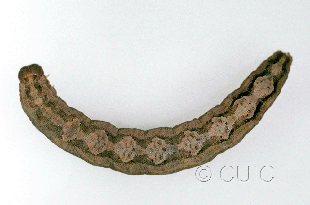 dorsal view of larva Euparthenos nubilis apache on Robinia neomexicana in USA: AZ