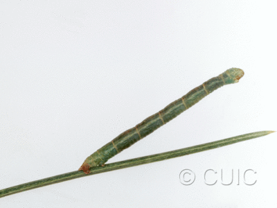 lateral view of larva Eupithecia on Pinus in USA: AZ