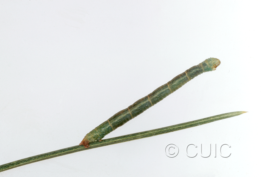 lateral view of larva Eupithecia on Pinus in USA: AZ