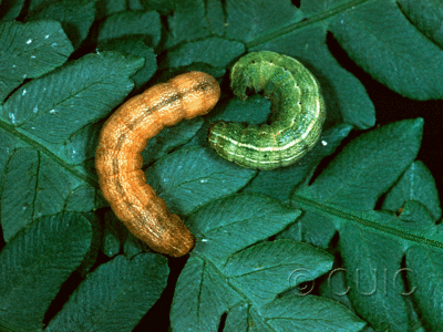 dorsal view of larva Euplexia benesimilis