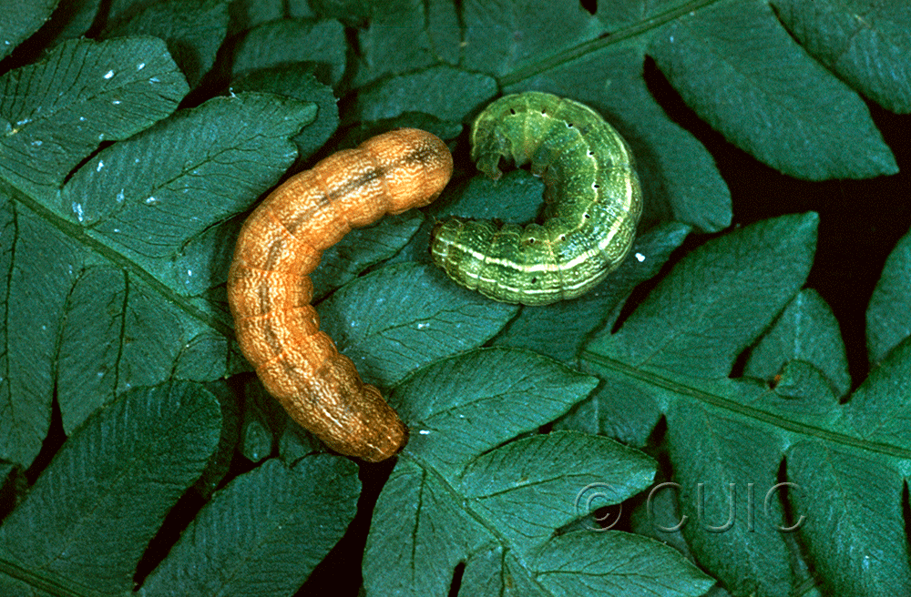 dorsal view of larva Euplexia benesimilis