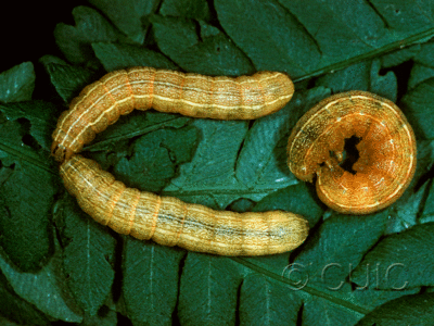 dorsal / lateral view of larva Euplexia benesimilis