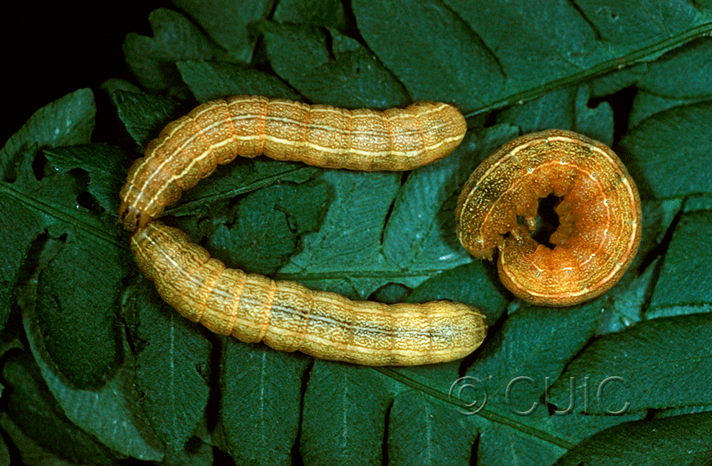 dorsal / lateral view of larva Euplexia benesimilis