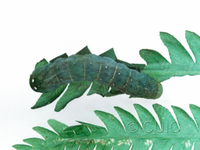 dorsal view of larva Euplexia benesimilis on Osmunda cinnamomea in USA: NY