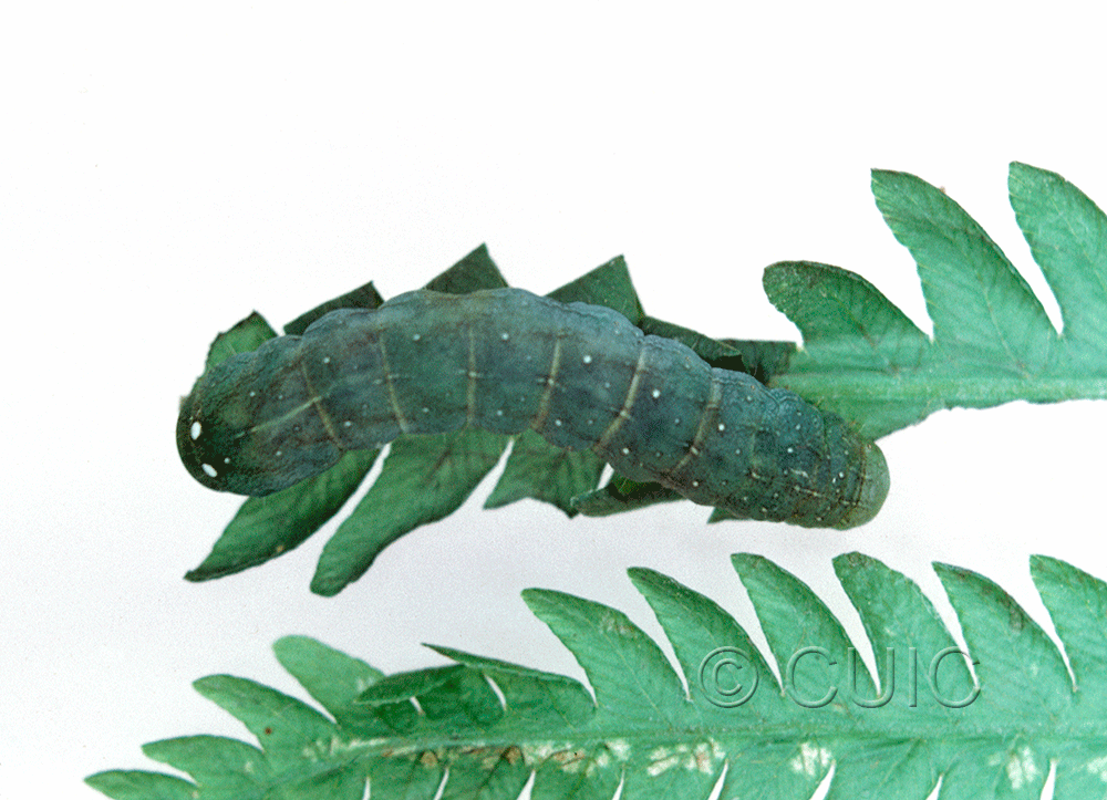 dorsal view of larva Euplexia benesimilis on Osmunda cinnamomea in USA: NY