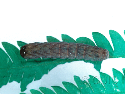dorsal view of larva Euplexia benesimilis on Osmunda cinnamomea in USA: NY